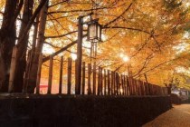 它是童话般的梦境村庄，中国秋天最美的地方——腾冲银杏村